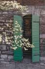Flowering dogwood tree in front of a stone building with green shutters. Art Print
